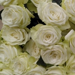 Snowy Jewel Roses ramifiée blanche Equateur Ethiflora